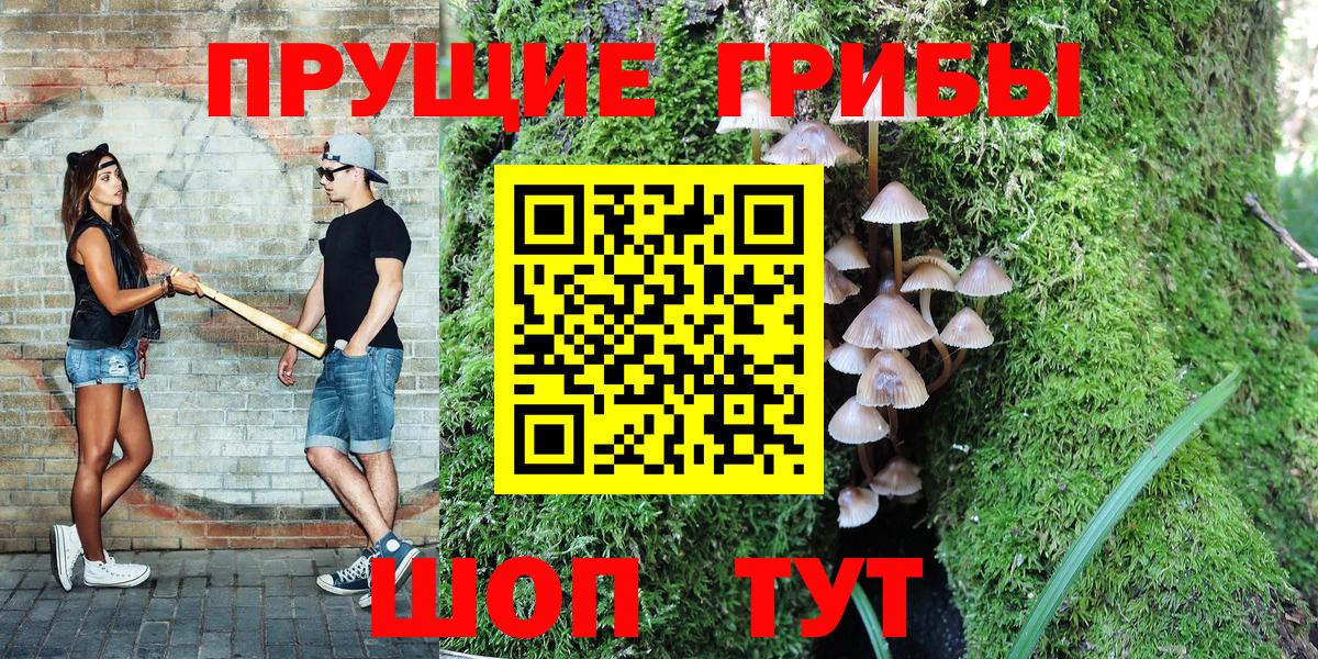 Псилоцибиновые грибы Cubensis Горно-Алтайск